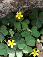 Oxalis corniculata