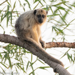 Alouatta caraya
