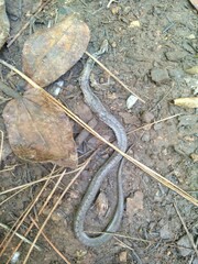 Storeria storerioides