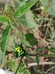 Chrysocoris
