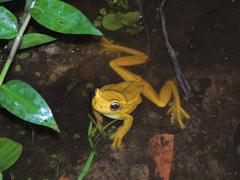 Trachycephalus mesophaeus