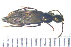 Philonthus decorus
