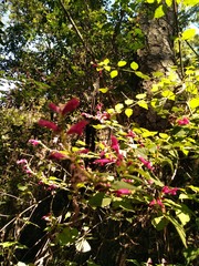 Salvia iodantha