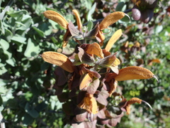 Salvia aurea