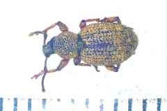 Otiorhynchus