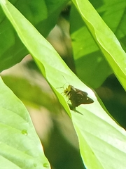 Pithauria marsena