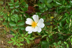 Rosa bracteata