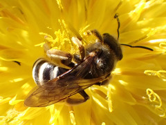 Halictus fulvipes