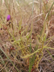 Drosera indica