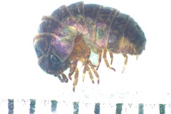 Armadillidium pictum