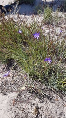 Aristea dichotoma