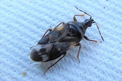 Anthocoris