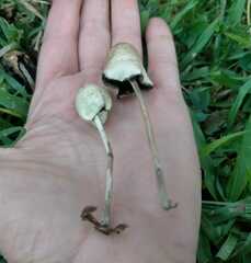 Panaeolopsis