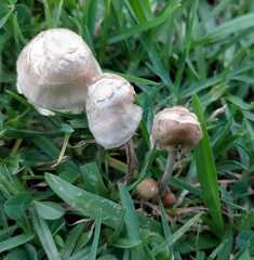 Panaeolopsis
