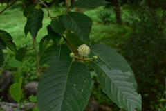 Camptotheca acuminata