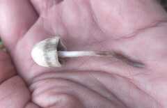 Panaeolopsis