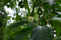 Camptotheca acuminata