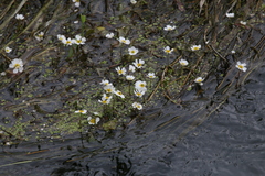 Ranunculus aquatilis