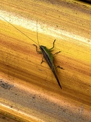 Conocephalus maculatus