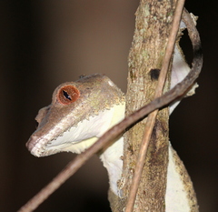 Uroplatus