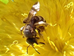 Halictus fulvipes