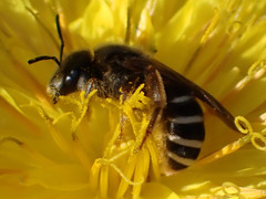 Halictus fulvipes