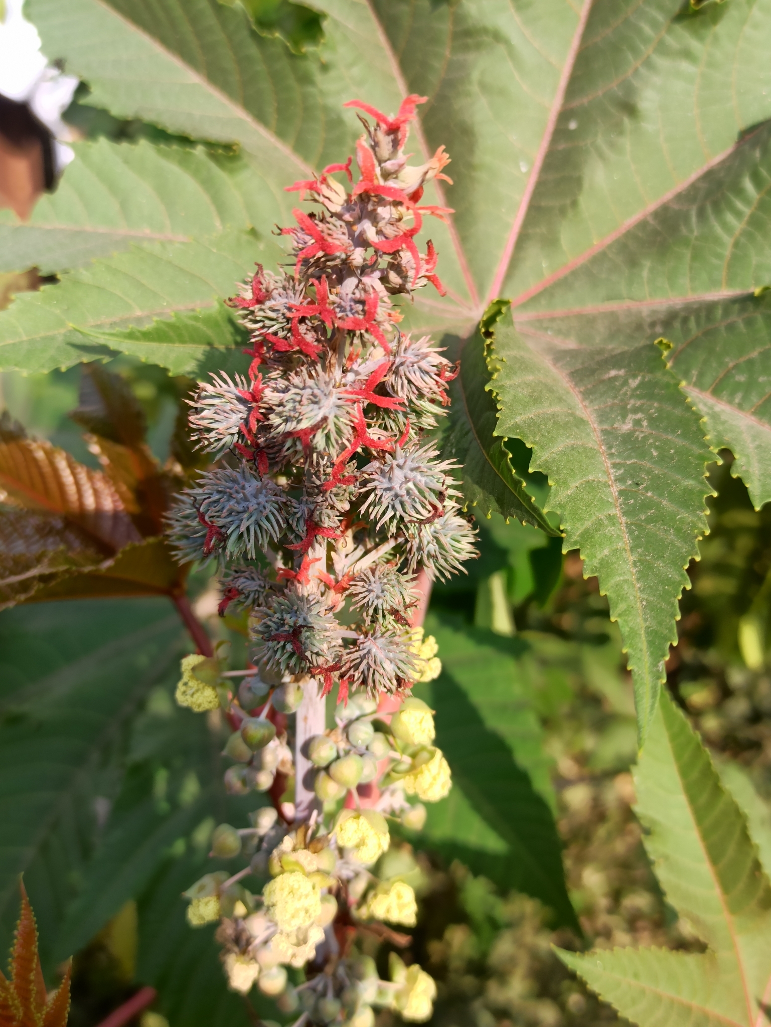 Ricinus communis L.