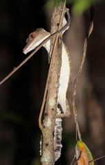 Uroplatus