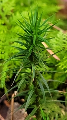 Polytrichum formosum