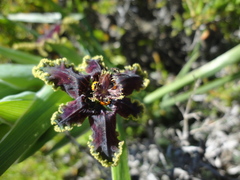 Ferraria crispa