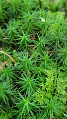 Polytrichum formosum