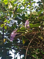 Petrea volubilis