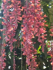 Thunbergia coccinea