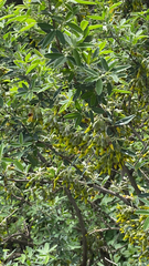 Chamaecytisus prolifer