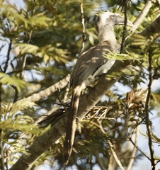 Ocyceros birostris