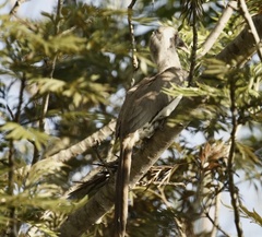 Ocyceros birostris