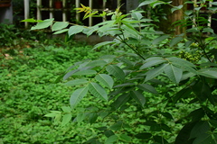 Toxicodendron succedaneum