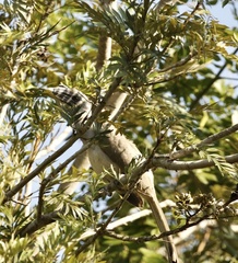 Ocyceros birostris