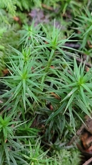 Polytrichum formosum