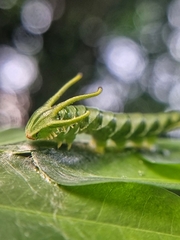 Polyura hebe plautus
