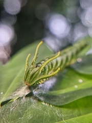 Polyura hebe plautus