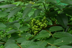 Toxicodendron succedaneum