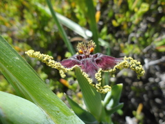 Ferraria crispa