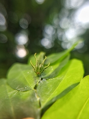 Polyura hebe plautus