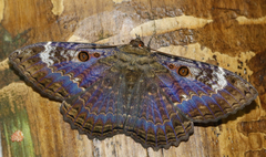 Feigeria claricostata