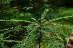 Phyllanthus chekiangensis