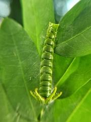 Polyura hebe plautus