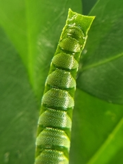 Polyura hebe plautus