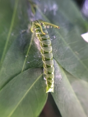 Polyura hebe plautus