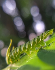 Polyura hebe plautus